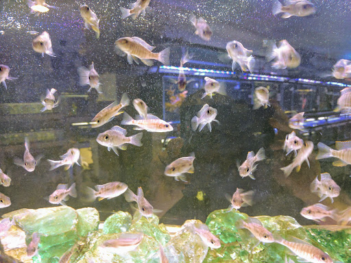Tropical Fish Store «Best Fish», reviews and photos, 1335 N Doctor M.L.K. Dr, Milwaukee, WI 53212, USA