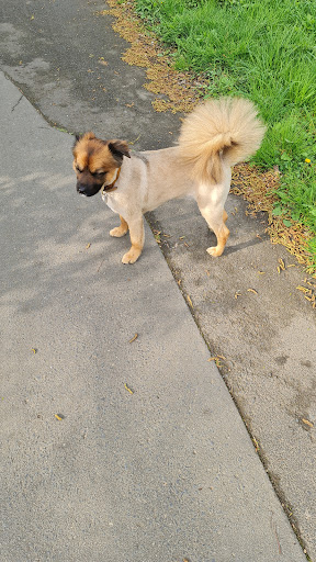 Mobiler Hundesalon Behrendt unter Fachbach, 