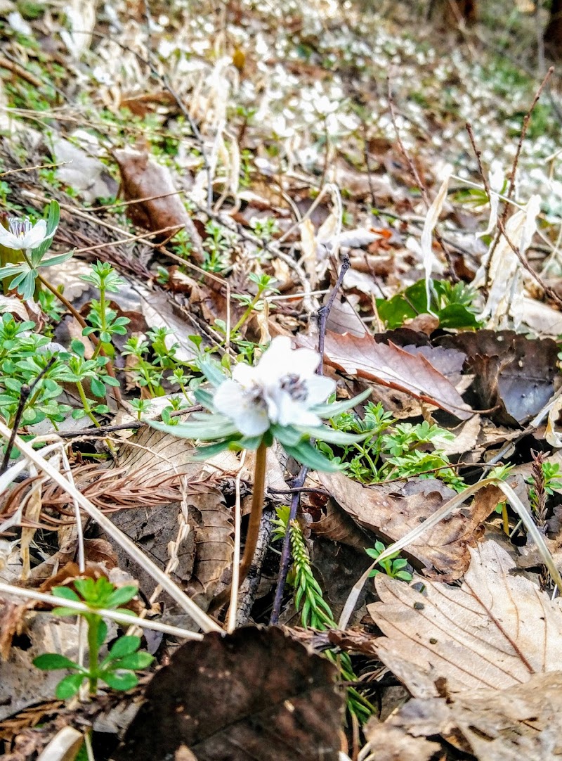 戸倉セツブンソウ群生地