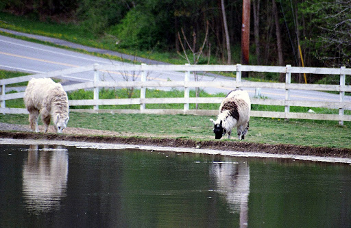 Farm «Dakota Ridge Farm», reviews and photos, 189 E High St, Ballston Spa, NY 12020, USA