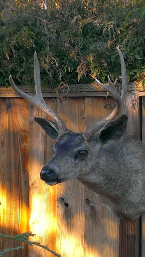 Redhawk Taxidermy