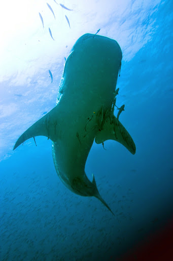 Sea Bees Diving - Phuket | Scuba Diving in Phuket