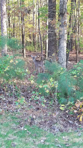 Public Golf Course «Lonnie Poole Golf Course», reviews and photos, 1509 Main Campus Dr, Raleigh, NC 27606, USA