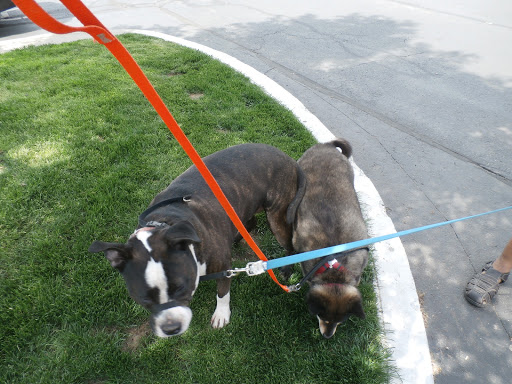 Pet Supply Store «Petco Animal Supplies», reviews and photos, 1065 Kennedy Rd, Windsor, CT 06095, USA