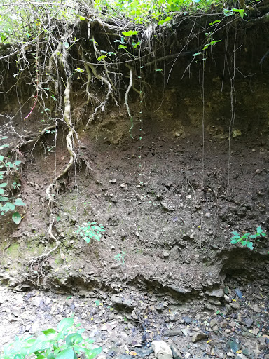 Horseback Riding Service «Long C Trails», reviews and photos, 8959 Hanes Rd, Westmoreland, TN 37186, USA