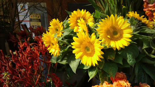 Florist «Wisteria Rockridge», reviews and photos, 6307 College Ave, Oakland, CA 94618, USA