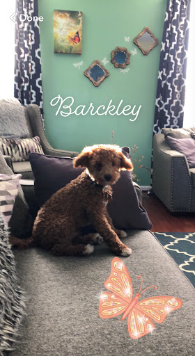 Pet Supply Store «PetSmart», reviews and photos, 1238 Putty Hill Ave, Towson, MD 21286, USA