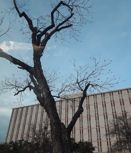 Community College «San Antonio College», reviews and photos