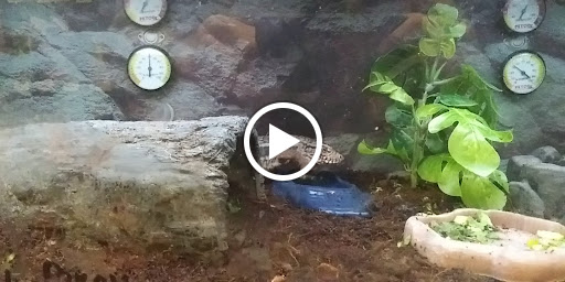 Pet Supply Store «Petco Animal Supplies», reviews and photos, 31419 Pacific Hwy S, Federal Way, WA 98003, USA