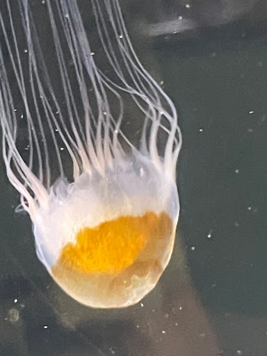 Aquarium «Smithsonian Marine Ecosystems Exhibit», reviews and photos, 420 Seaway Dr, Fort Pierce, FL 34949, USA