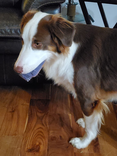 Pet Supply Store «IncrediPet», reviews and photos, 306 Southland Dr, Lexington, KY 40503, USA