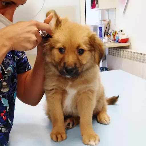 Clínica Veterinaria Auxo en Vitoria-Gasteiz