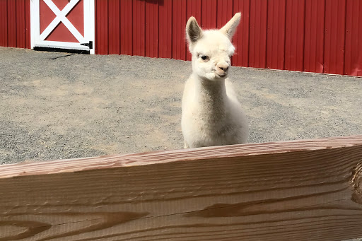 Gift Shop «Hidden Spring Lavender Farm and Gift Shoppe», reviews and photos, 890 Belle Mead-Blawenburg Rd, Skillman, NJ 08558, USA