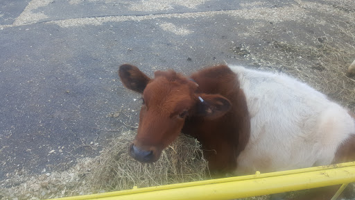 Museum «Queens County Farm Museum», reviews and photos, 73-50 Little Neck Pkwy, Queens, NY 11004, USA