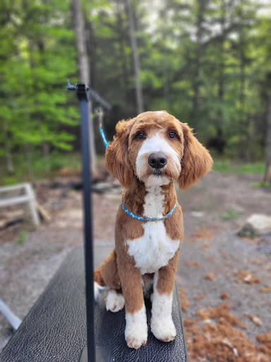 Parry Sound Animal Hospital image