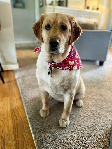 Cardinal Hill Grooming LLC