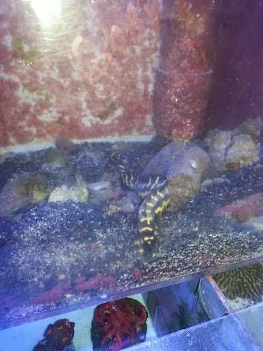 Pet Supply Store «Matts Coral Connection», reviews and photos, 10 Chicago Ave SE, Fort Walton Beach, FL 32548, USA