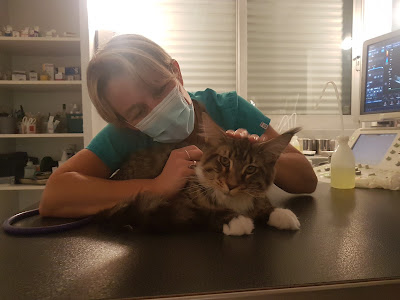 Clinique Vétérinaire Apyvet Roosevelt à Brive-la-Gaillarde