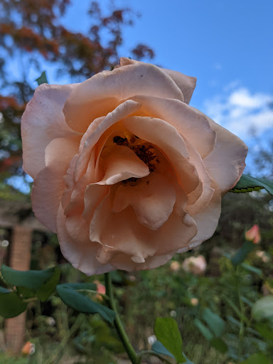 Heritage Museum «Hillwood Estate, Museum & Gardens», reviews and photos, 4155 Linnean Ave NW, Washington, DC 20008, USA