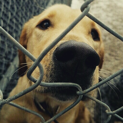 Kennel «Old Farm Pet Resort», reviews and photos, 3968 S 200 E, Salt Lake City, UT 84107, USA