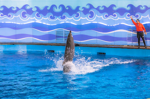Dolphin Show