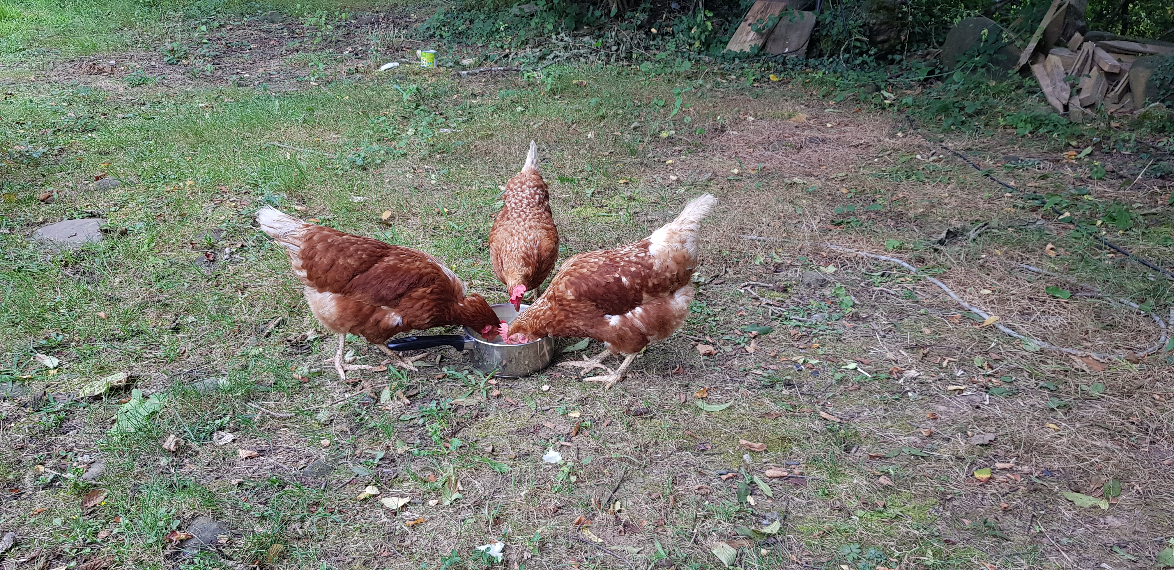Photo n° 2 de l'avis de Marie.a fait le 16/08/2020 à 12:37