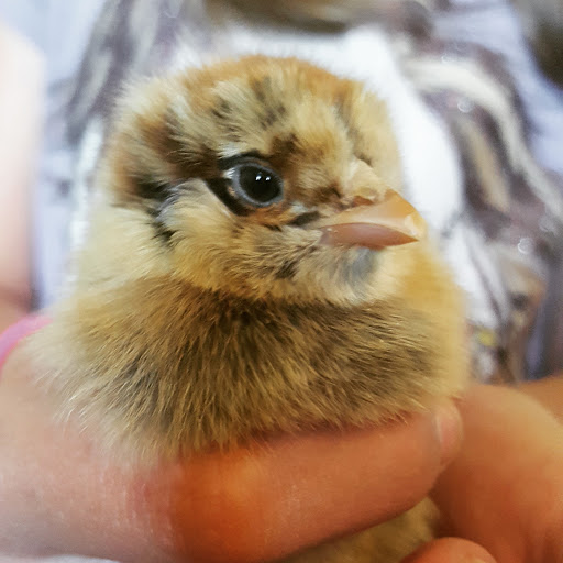Post Office «United States Postal Service», reviews and photos, 319 N Washington St, Owosso, MI 48867, USA