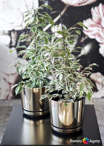 Kwiaty Agaty - Kwiaciarnia Białystok - Kwiaciarnia