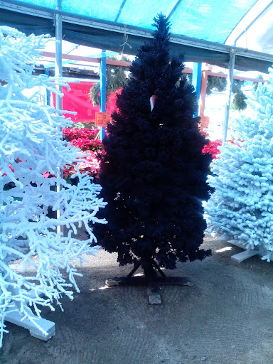 Plant Nursery «HOUSTON PLANTS & GARDEN WORLD», reviews and photos, 16726 North Fwy, Houston, TX 77090, USA