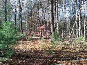Rossetti Natural AreaThayer Beach Parking Lot - photo 7