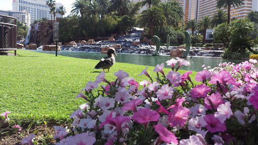 Hotel «The Mirage», reviews and photos, 3400 S Las Vegas Blvd, Las Vegas, NV 89109, USA