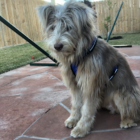 Düber dogs - Photo 1 - Car repair in , Sugar Land