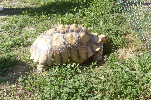 Reptile Store «Paramount Pet Entertainment - Reptile Parties & more!», reviews and photos, 8055 Rosecrans Ave #107, Paramount, CA 90723, USA