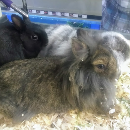 Pet Store «Lake City Pets and Supplies & Grooming», reviews and photos, 1101 US-90, Lake City, FL 32055, USA