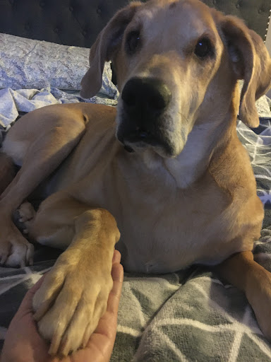 Pet Supply Store «PetSmart», reviews and photos, 9970 Sowder Village Square, Manassas, VA 20109, USA