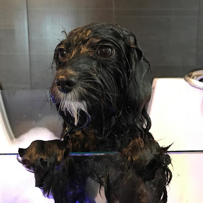 The Paw Room Spa & Grooming