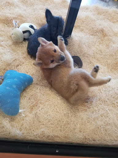 Pet Supply Store «Just Pets», reviews and photos, 8874 Maximus Dr, Lone Tree, CO 80124, USA