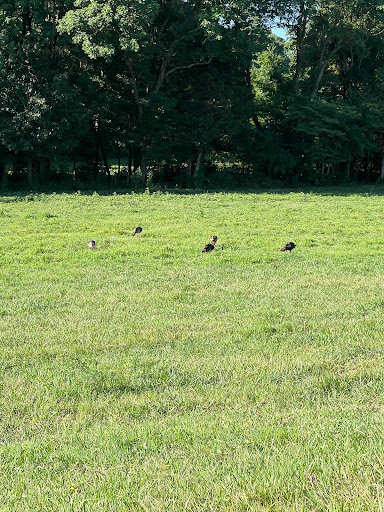Nature Preserve «Elk and Bison Prairie», reviews and photos, Elk & Bison Prairie Rd, Golden Pond, KY 42211, USA