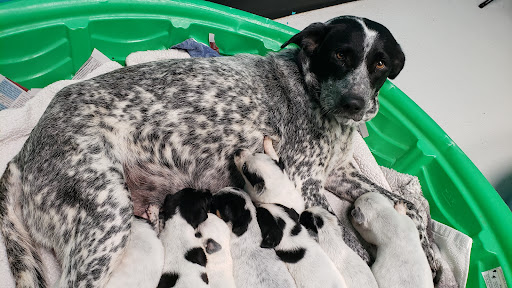 Animal Shelter «SPCA of Brazoria County», reviews and photos