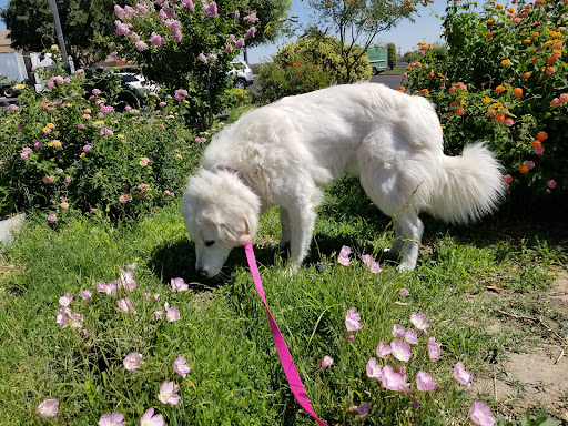 Sierra County Animal Shelter