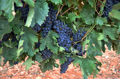 Bingham Family Vineyards and Winery