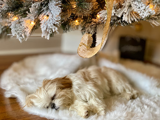 Pet Supply Store «Petco Animal Supplies», reviews and photos, 7303 Pinnacle Pkwy, Covington, LA 70433, USA