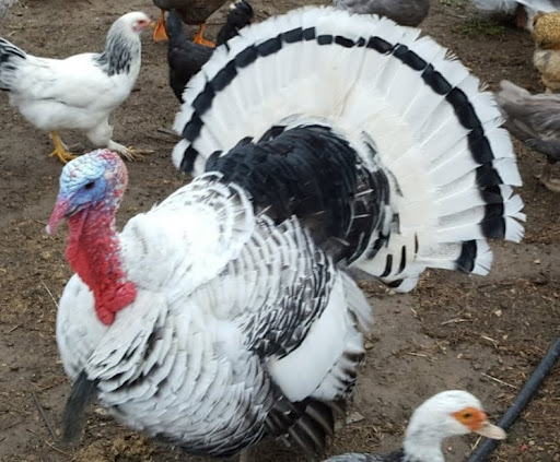 Pickle Street Veterinary Services image