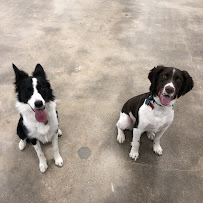 Dog Dog Daycare - Photo 8 - Car repair in Madison, WI, Madison