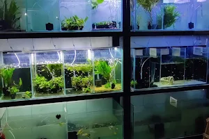 Mr.Fishy - Custom Aquariums , Planted Aquarium Aquarium Plants,Imported Fish & All Pets image