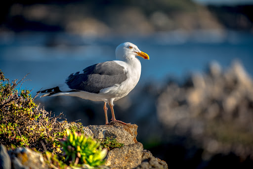 Tourist Attraction «China Cove», reviews and photos, 62 CA-1, Carmel-By-The-Sea, CA 93923, USA