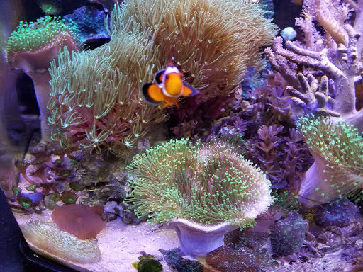 Tropical Fish Store «Elite Reef», reviews and photos, 8410 Wadsworth Blvd F, Arvada, CO 80003, USA