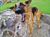 Camp Run-A-Mutt, Sorrento Valley - Photo 8 - Car repair in San Diego, CA, San Diego