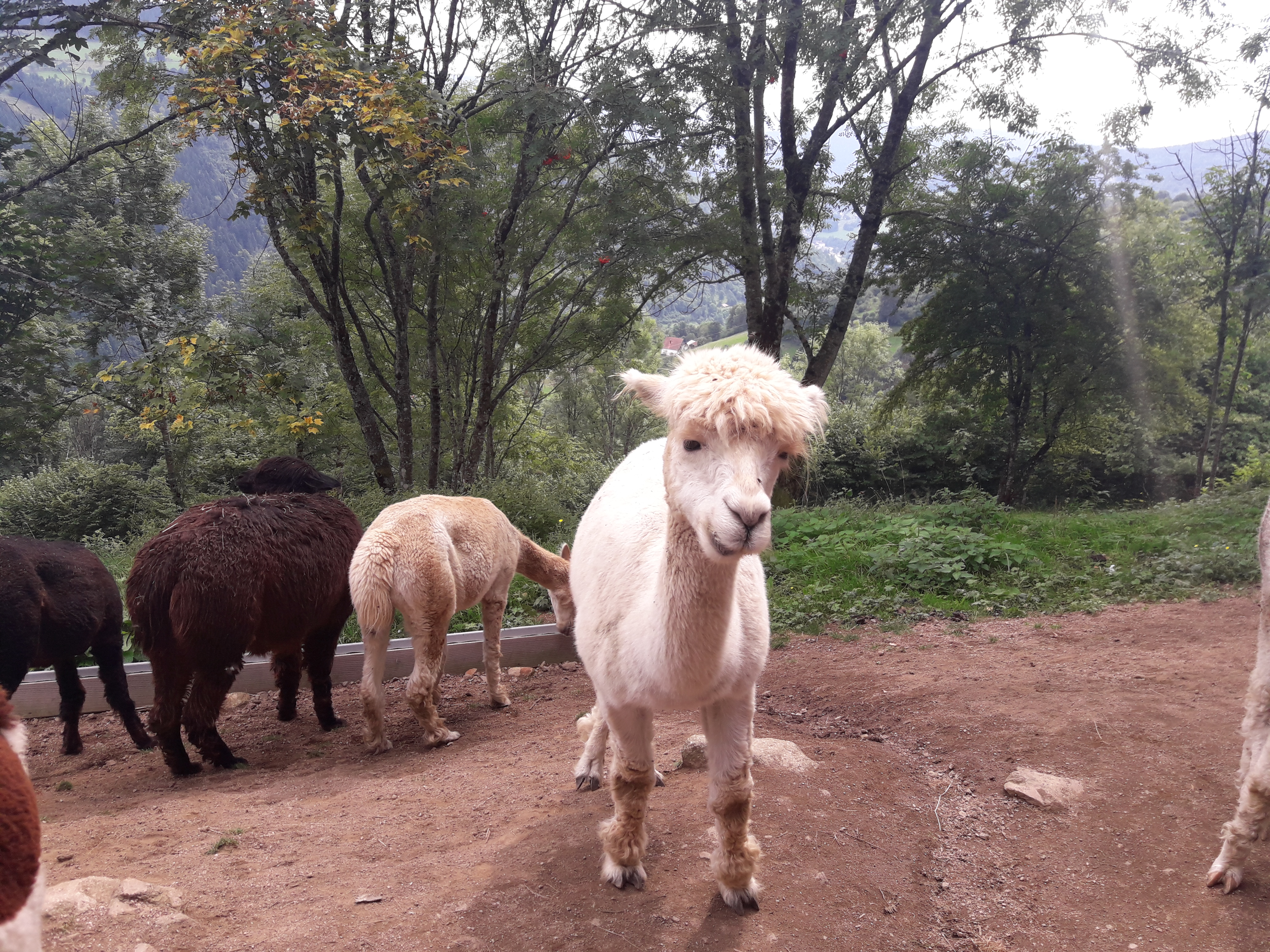 Photo n° 13 de l'avis de NicoW.8 fait le 16/08/2017 à 16:40
