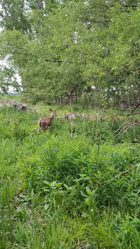 Nature Preserve «Times Beach Nature Preserve», reviews and photos, Coast Guard Station S Rd, Buffalo, NY 14203, USA